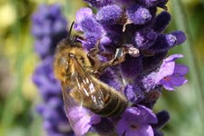 Honey bee foraging on lavender