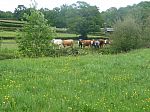cows in Caseford Bottom