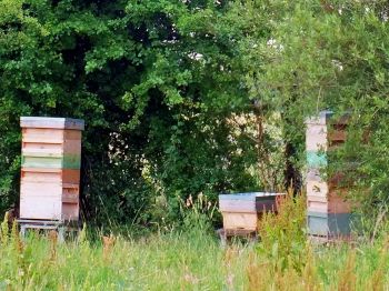 The Apiary at College Farm, Duxford